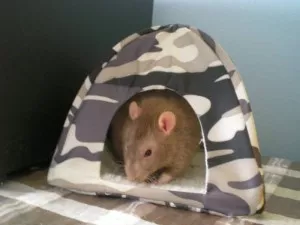 máme nový stan