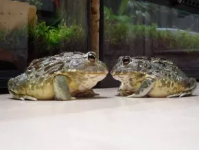 Exo terra- Pyxicephalus edulis