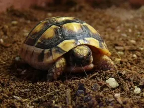 Testudo Marginata