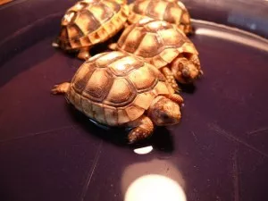 koupáníčko