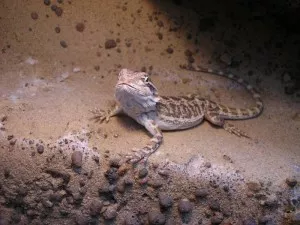 Terka