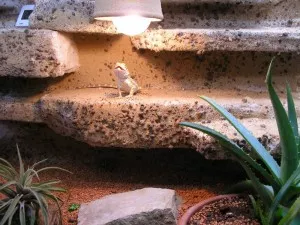teritorium Bodlina