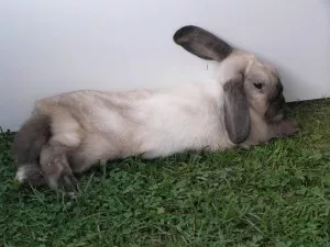 není nic lepšího než se v takovém horku rozvalit ve výběhu,na trávě která chladí :)