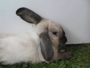 přes den venku řádit,na noc domů poběhat po pokoji a spát :) co kdyby pršelo :) nemůžem dopustit aby nám zmokl kožíšek :)