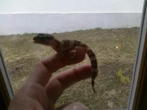 Sfinga :D