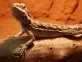 Agama bradatá