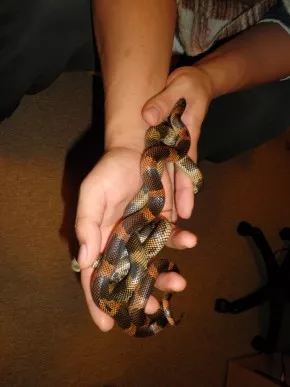Lampropeltis getula goini