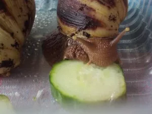 mňamka