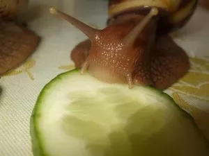 mňam