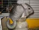 Činčila vlnatá  (Chinchilla  lanigera)