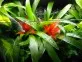 Bromelia Bonami