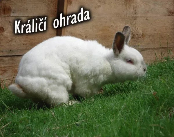 Hlavní fotka