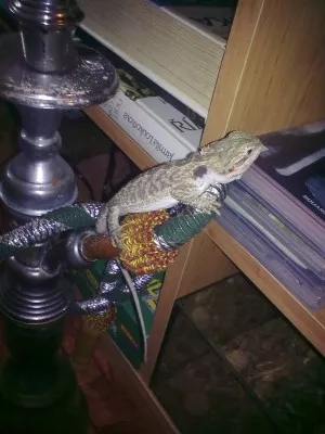 Ája musí prozkoumat všechno