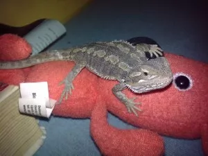 Všichni máme rádi Kukyho