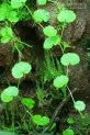 Hydrocotyle leucocephala   (pupečník bílý)