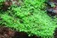 Riccia fluitans