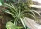 Chlorophytum bichetii  (zelenec Bichetův)