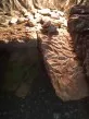 Trachemys scripta troostii