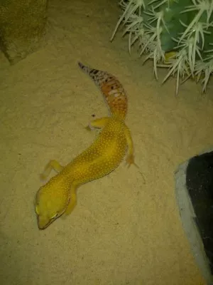 Gravidna samicka