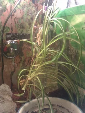 podpůrné topení 32°C topítkem 75W