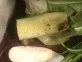 Achatina albopicta