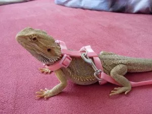 Připraven na lov v přírodě