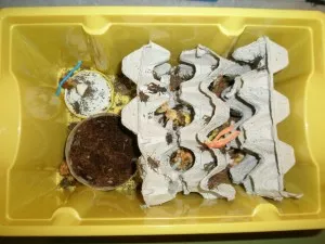 chov cvrčků