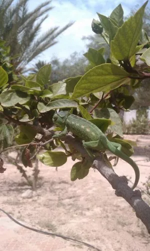 chamík z Tunisu