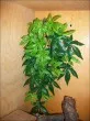 umělá "marihuana"