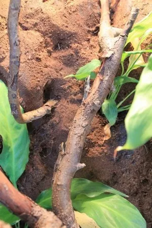 Samečci Kimhowelli a luteopicturatus