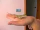 Pogona Vitticeps