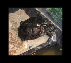 Poldíček v akci