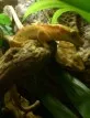 Rhacodactylus ciliatus