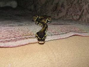 Kuk:)