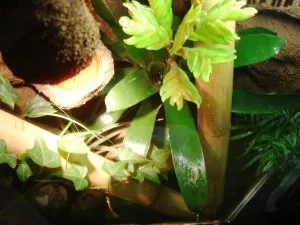 Welcome in the jungle !