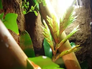 Welcome in the jungle !
