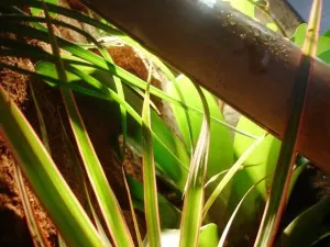 Welcome in the jungle !