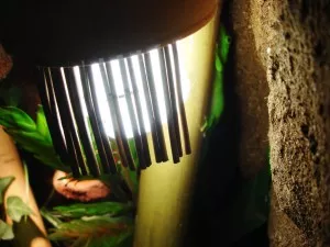 Welcome in the jungle !