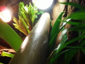 Welcome in the jungle !