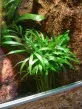 Areca