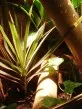 Dracaena cinta