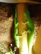 Phelsuma madagaskarensis grandis