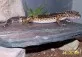 Gekončík noční  (Eublepharis macularius)
