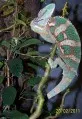 Chameleon jemenský