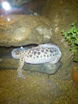 Svlékání  Kleopatry