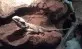 Pogona vitticeps