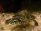 Trachemys rubriventris