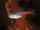 Tetra neonová