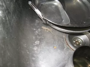 Po dlouhém tázání vyplynulo, že hlavně proto, že když do vody spadnou, tak se utopí a hnijou. Ale proč jim nevadí ostatní havět, to nechápu.
