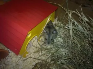 malyčký v novém domečku :)